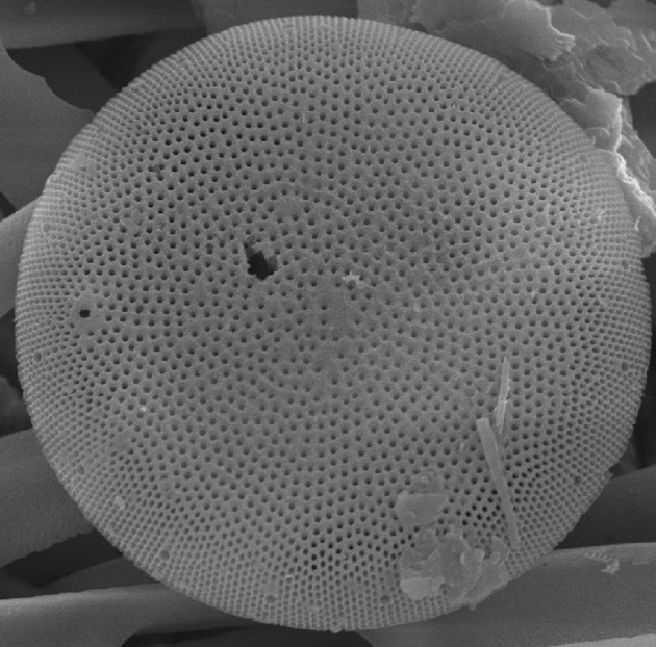Diatom Atlas of Macedonia