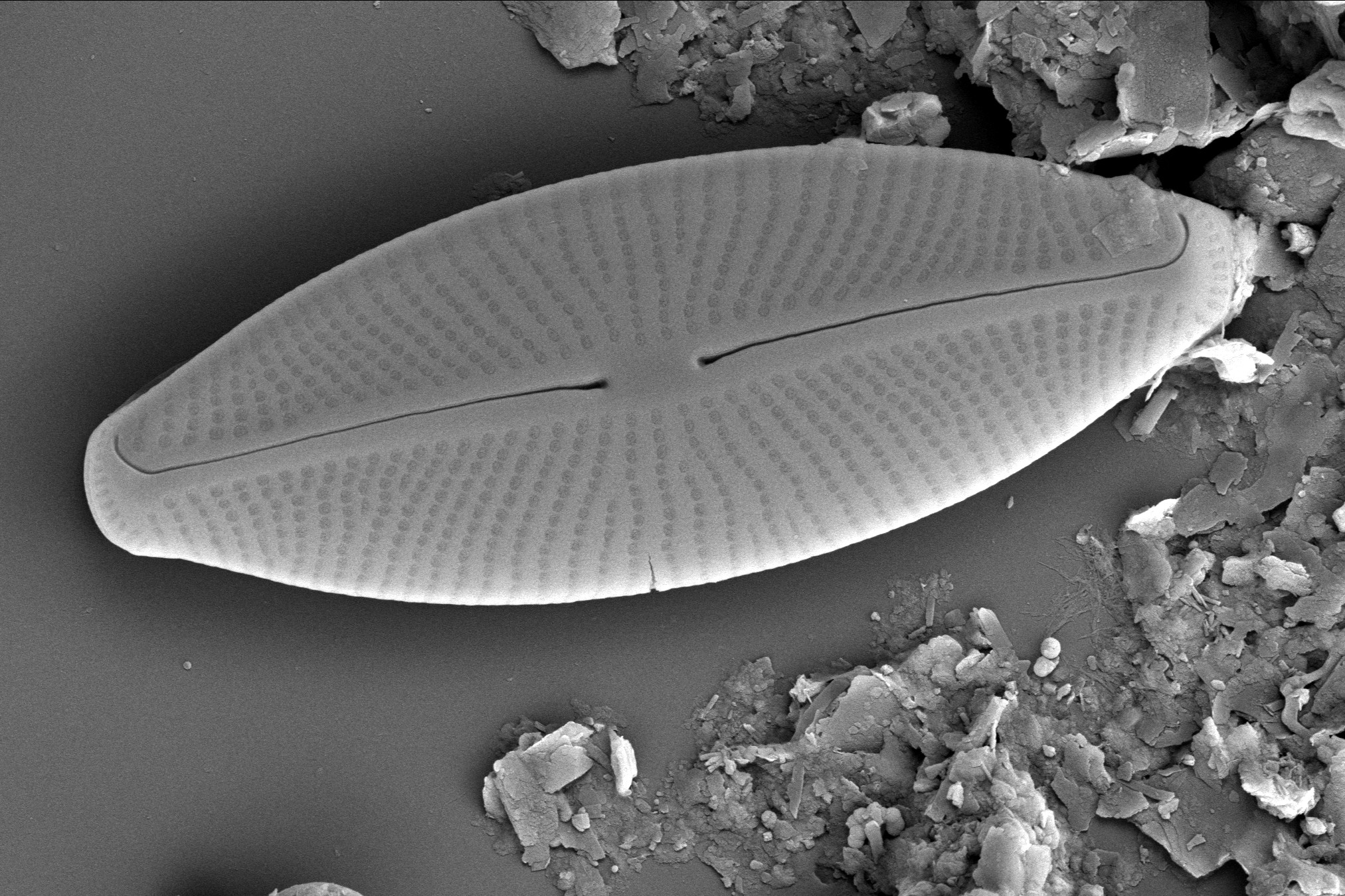 Diatom Atlas of Macedonia