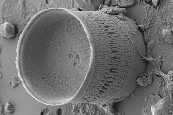 Diatom Atlas of Macedonia