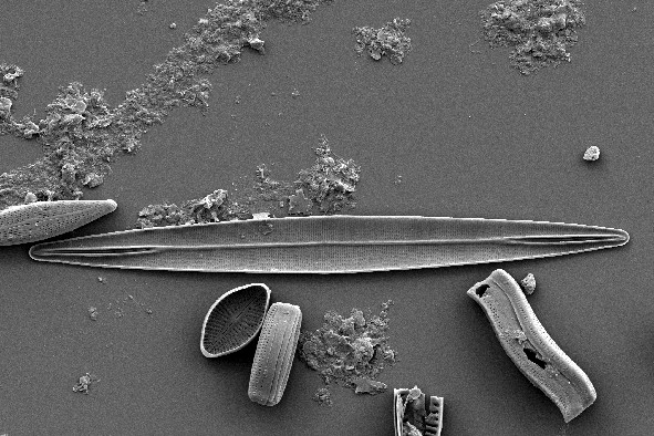 Diatom Atlas of Macedonia