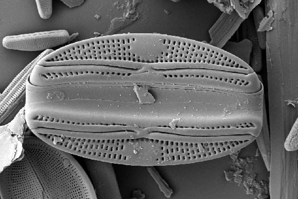 Diatom Atlas of Macedonia