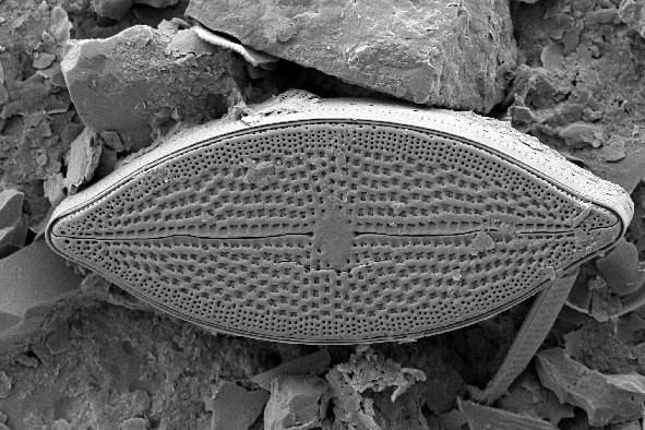 Diatom Atlas of Macedonia