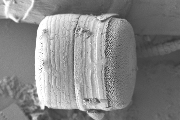 Diatom Atlas of Macedonia