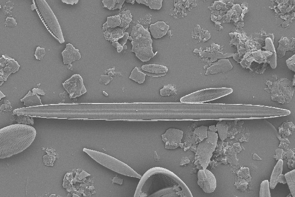 Diatom Atlas of Macedonia
