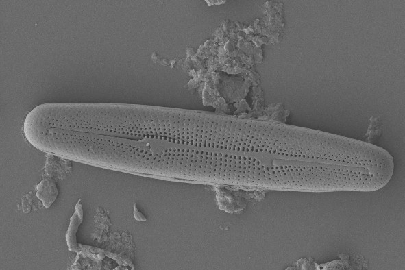 Diatom Atlas of Macedonia