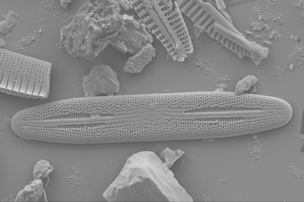 Diatom Atlas of Macedonia