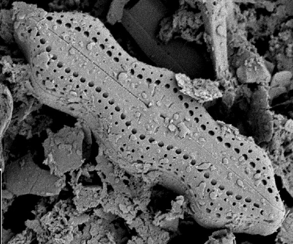 Diatom Atlas of Macedonia