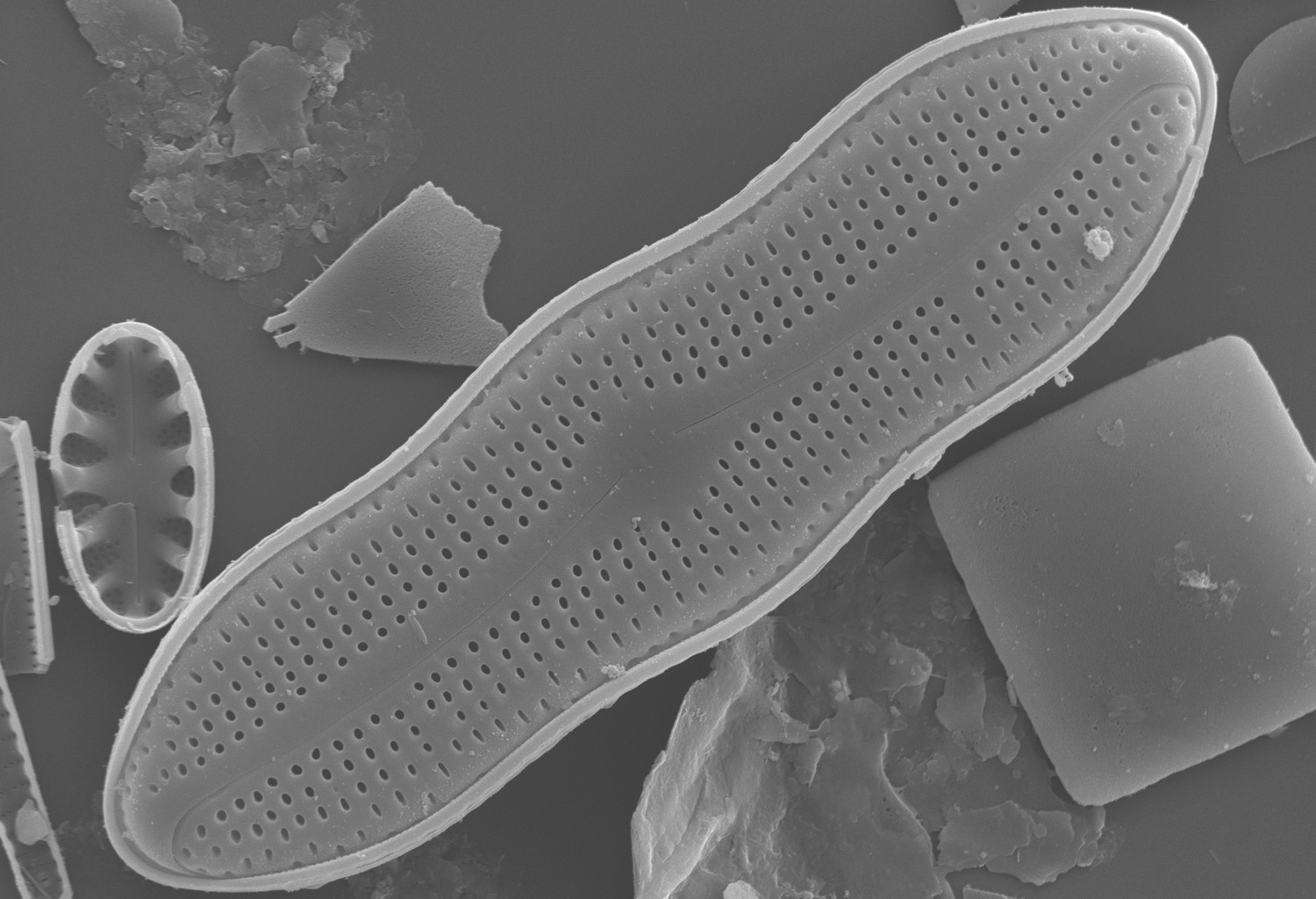 Diatom Atlas of Macedonia