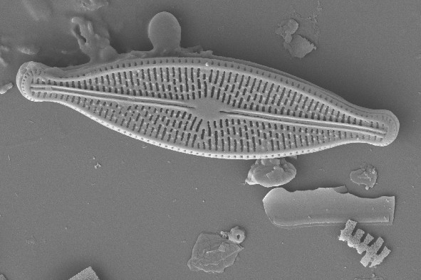 Diatom Atlas of Macedonia